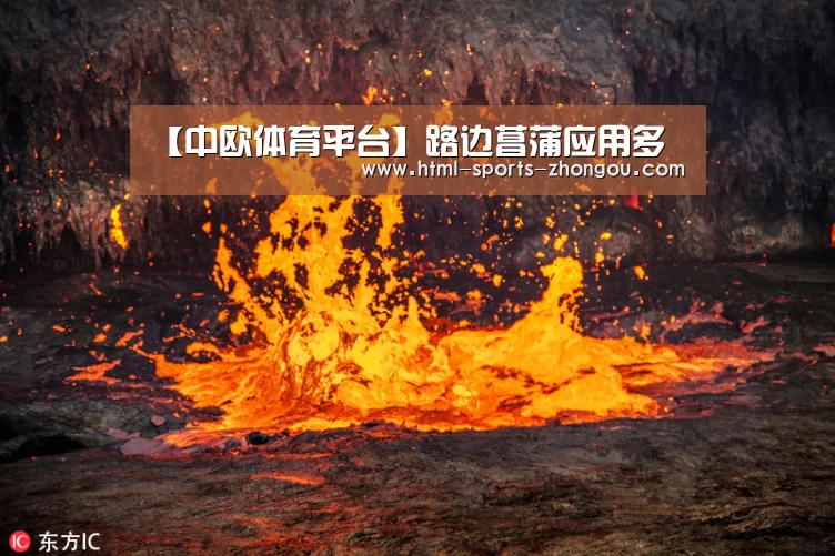 【中欧体育平台】路边菖蒲应用多(图2) 中欧体育